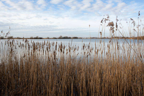 romney marsh grasses - estero zona húmeda fotografías e imágenes de stock