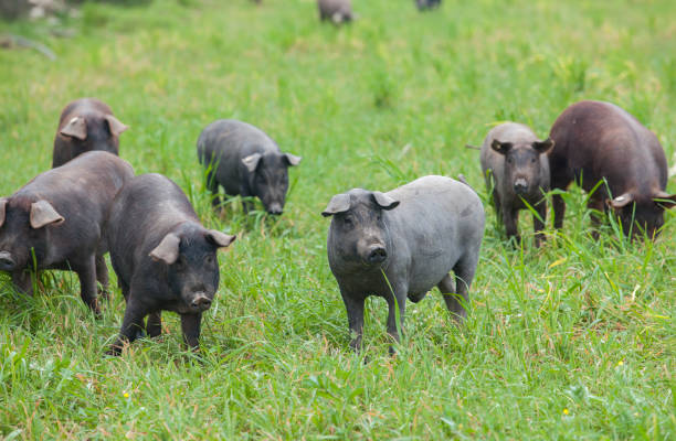 istock Black Iberian piglets running free through the tall grass 1304161898