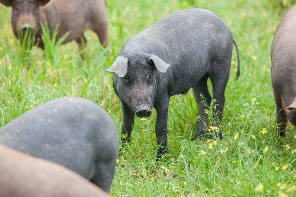 istock Black Iberian piglets running free through the tall grass 1304161904