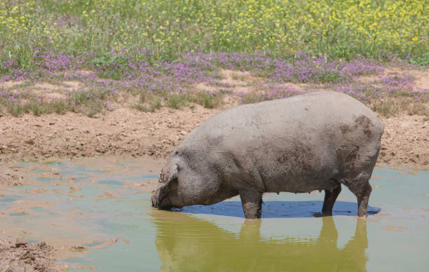 istock Hairless breed of black iberian pig 1304161908