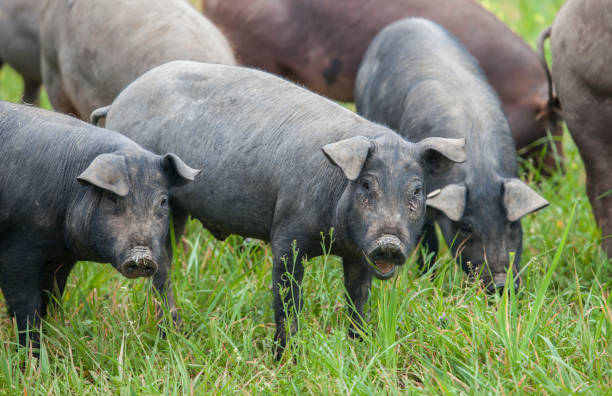 istock Black Iberian piglets running free through the tall grass 1304161912