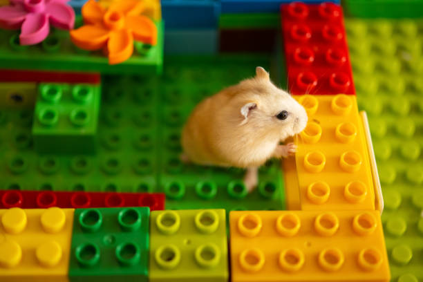 istock cute hamster looking outside at a toy block base 1304162146