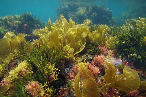 A view point from a scuba diver looking up towards the surface of the water as they come up, chasing the air bubbles as they breath out.