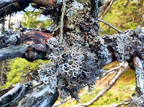 Fir-tree twig and covered by lichen captured in the swiss alps at an altitude of 1900m