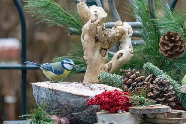 istock Great tit or tit is eating seeds. In a natural background, with pine cones, red berries, branches and wooden trunks 1304165877