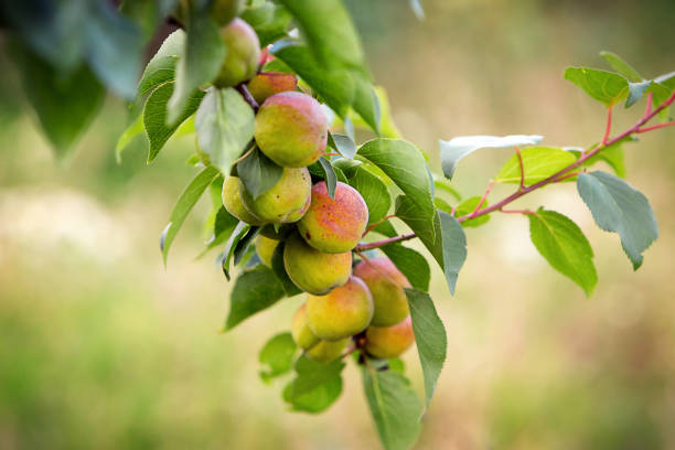 istock A branch of a peach tree with ripe fruits 1304166829