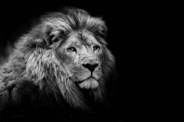 istock Portrait of a lion 1304166883