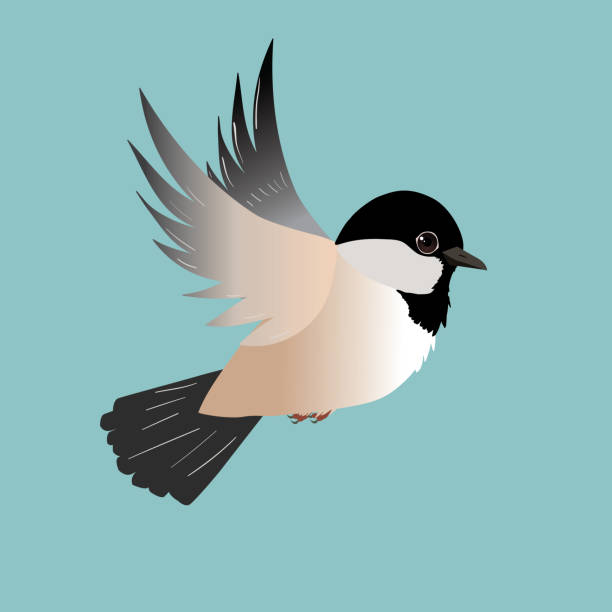 ilustrações de stock, clip art, desenhos animados e ícones de flying chickadee - tit