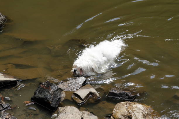 istock Small havanese bolonka dog likes to play 1304167033
