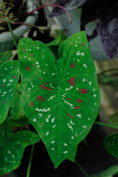 istock leaves love color spots 1304167766