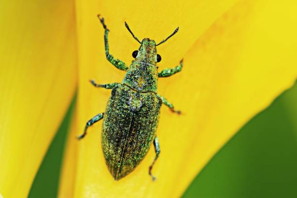 istock Glitter beetle climbing yellow Canna flower. 1304167943