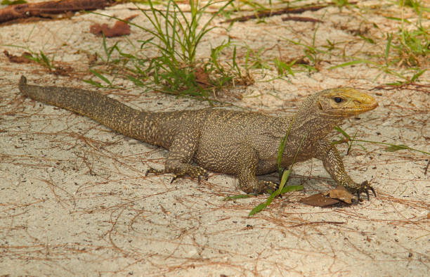 A large lizard monitor lizard moves on the sand. Life in the wild. Lizard in the park of Thailand. For wallpaper, background and postcards. A large lizard monitor lizard moves on the sand. Life in the wild. Lizard in the park of Thailand. For wallpaper, background and postcards. monitor lizard stock pictures, royalty-free photos & images