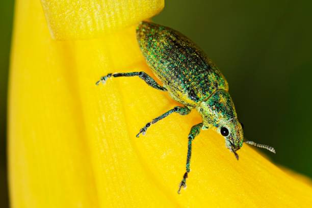 istock Glitter beetle climbing yellow Canna flower. 1304169018