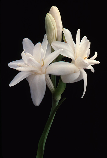 White flower of Tuberose  Polianthes tuberosa