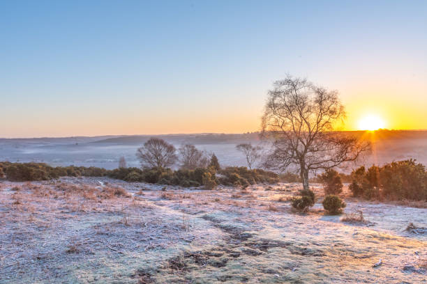 istock New Forest sunrise and frost 1304171005
