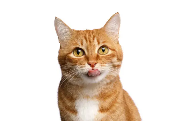 Portrait of ginger cat on Isolated white background Portrait of ginger cat on Isolated white background