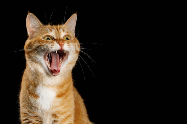 istock Gorgeous Ginger Cat on Isolated Black background 1304174248