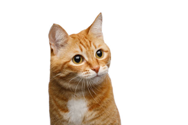 istock Portrait of ginger cat on Isolated white background 1304174251