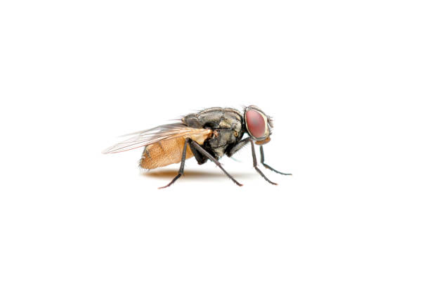 istock The Housefly on White background in Southeast Asia. 1304174426