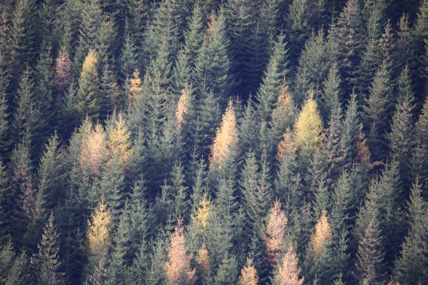 istock Mountain Spruce Forest  Aerial View in Sunlight 1304175610
