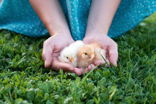 plan rapproché de deux poulets de chéri dans les paumes femelles - baby chicken human hand young bird bird photos et images de collection