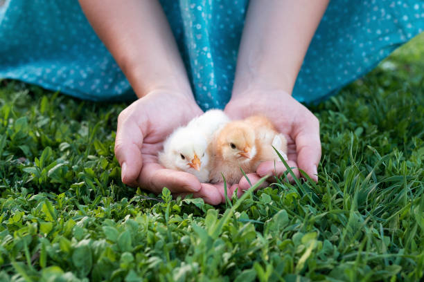 primo piano di due polli bambino in palme femminili - baby chicken human hand young bird bird foto e immagini stock