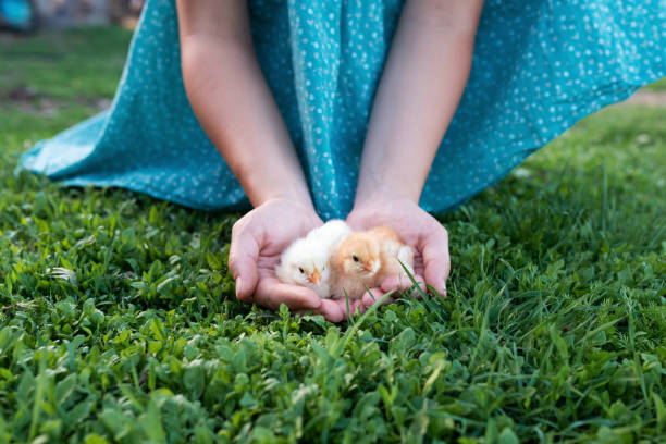 frau hält gerade geschlüpfte küken in der hand auf dem hinterhof des dorfhauses. grünes gras hintergrund - baby chicken human hand young bird bird stock-fotos und bilder