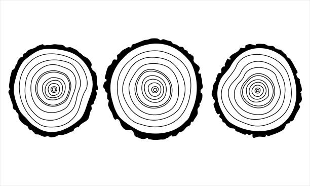 illustrations, cliparts, dessins animés et icônes de collection dessinée à la main de trois troncs d’arbres coupés à la main. morceau circulaire de section transversale de bois avec le modèle de texture d’anneau d’arbre. contours noirs isolés sur un fond blanc. graphiques conceptuels. vecteur. - cross shape cross rough wood