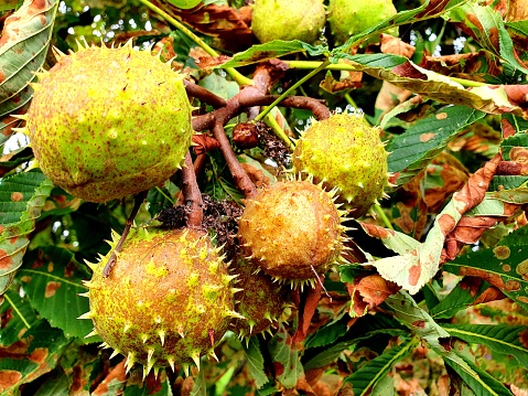 Buckeye (horse chestnut) close-up. The image was captured during autumn season.