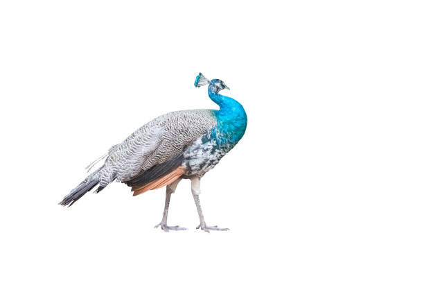 istock Indian peafowl, the common peafowl. Isolated 1304178565