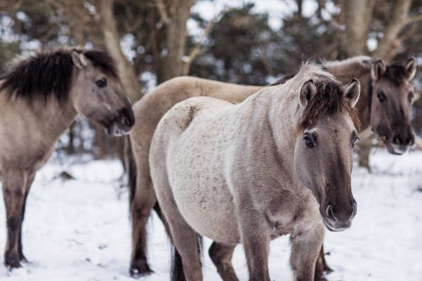 istock Wild horses in the snow 1304179573