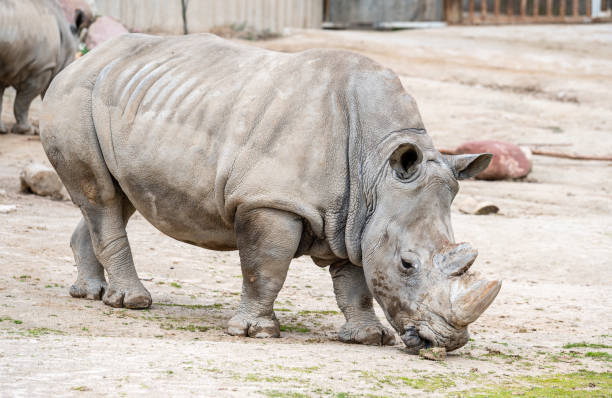 istock White rhinoceros in captivity in its enclosure 1304179916