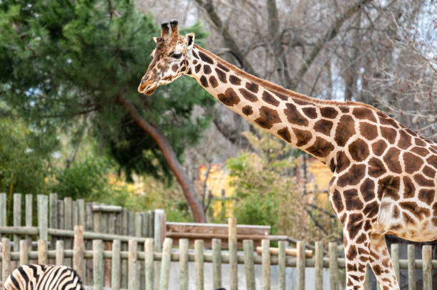 istock Giraffe (Giraffa camelopardalis) in its enclosure near a zebra 1304180010