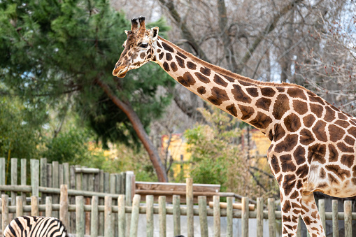 Giraffe (Giraffa camelopardalis) in its enclosure near a zebra