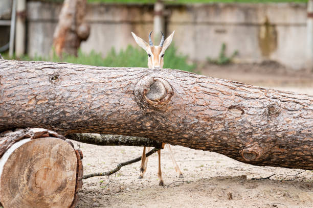 Dorcas gazelle leaning over a large fallen tree trunk on the ground