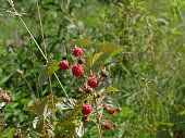 raspberries in nature ripe red berries