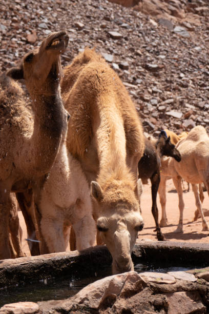 dromedar jordanien wadi rum wasserstelle wasser tier wüste kamel - camel animal dromedary camel desert stock-fotos und bilder