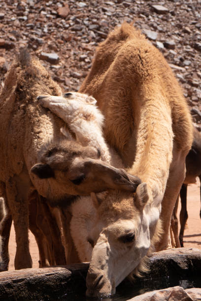 dromedar jordanien wadi rum wasserstelle wasser tier wüste - camel animal dromedary camel desert stock-fotos und bilder