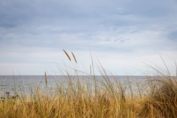 istock Dune Grass in front of Baltic Sea, Germany 1304183899
