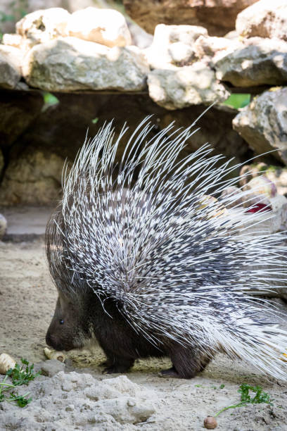 istock Spiky Indian Crested Porcupine ((Hystrix indica) standing on Sandy Ground 1304184115