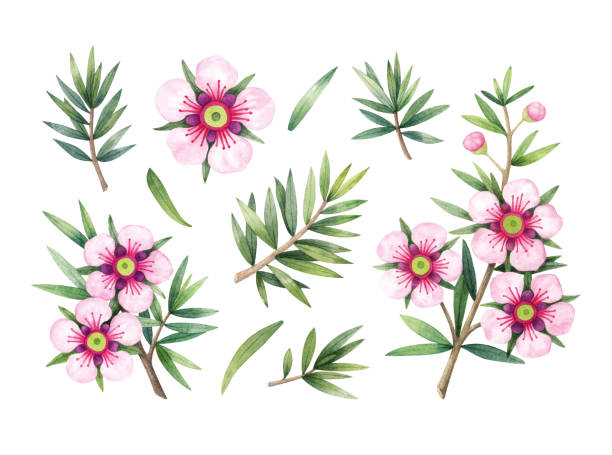 ilustrații de stoc cu manuka ramura de miere, frunze și flori. ilustrație desenată manual în acuarelă izolată pe fundal alb. - leptospermum