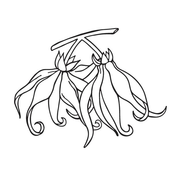 Ylang ylang flower. Hand drawn outline. Vector illustration. Ylang ylang flower. Hand drawn outline. Vector illustration. ylang ylang stock illustrations