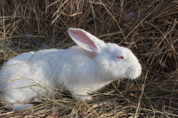 istock a white albino rabbit with red eyes sits in the hay on a farm 1304186564