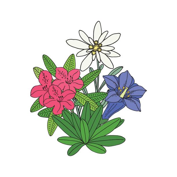 Floral bouquet with edelweiss, gentian and rhododendron. Montain wildflowers. Hand drawn sketch. Vector drawing isolated on white background. Floral bouquet with edelweiss, gentian and rhododendron. Montain wildflowers. Hand drawn sketch. Vector drawing isolated on white background. blue gentian stock illustrations