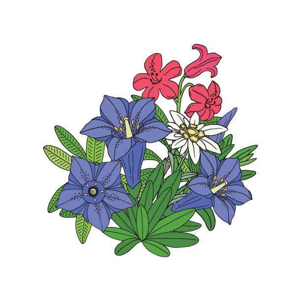 Floral bouquet with edelweiss, gentian and rhododendron. Montain wildflowers. Hand drawn sketch. Vector drawing isolated on white background. Floral bouquet with edelweiss, gentian and rhododendron. Montain wildflowers. Hand drawn sketch. Vector drawing isolated on white background. blue gentian stock illustrations