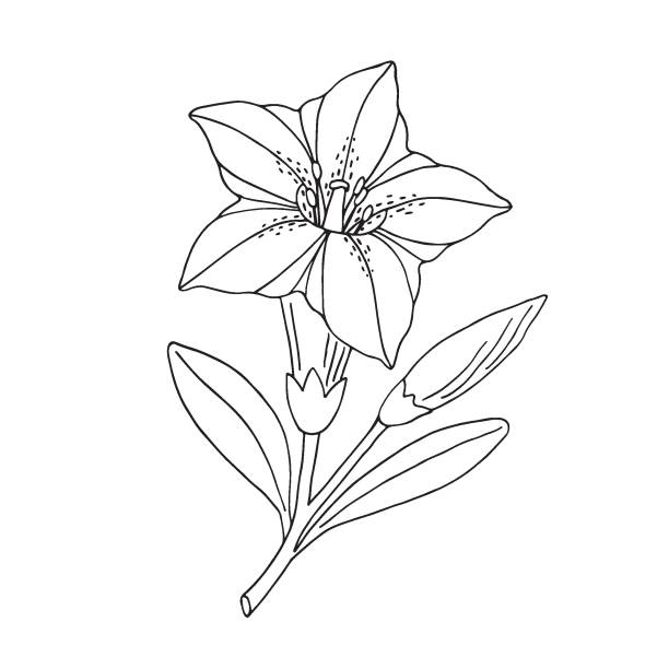 Gentian flower. Montain wildflower. Hand drawn sketch. Vector drawing isolated on white background. Gentian flower. Montain wildflower. Hand drawn sketch. Vector drawing isolated on white background. blue gentian stock illustrations
