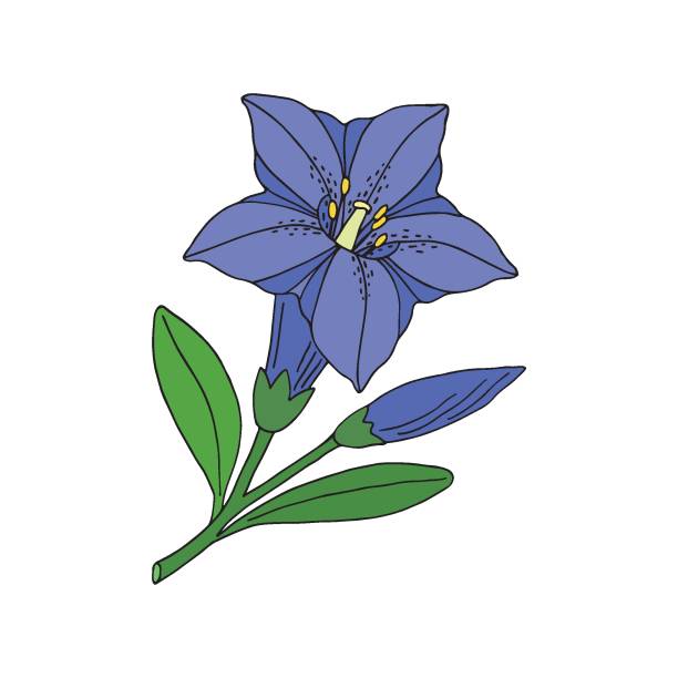 ilustraciones, imágenes clip art, dibujos animados e iconos de stock de flor genciana. flor silvestre montain. boceto dibujado a mano. dibujo vectorial aislado sobre fondo blanco. - bavaria austria blue celebration