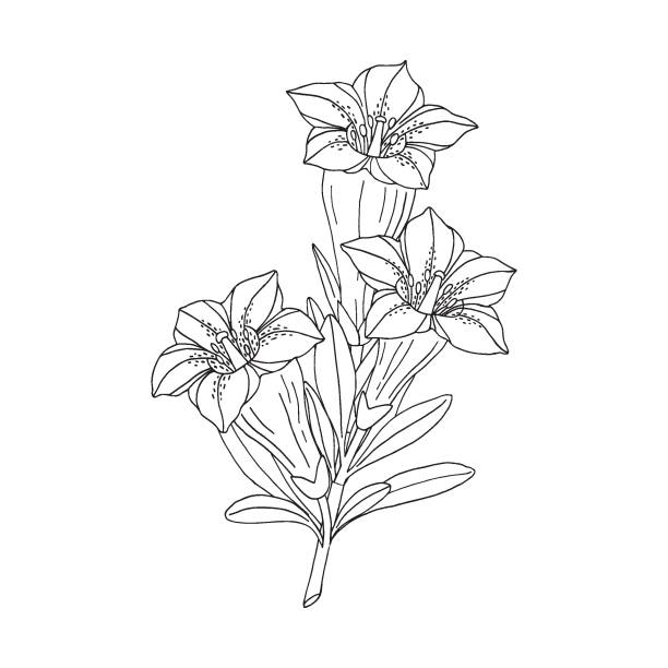 Gentian flower bouquet. Montain wildflower. Hand drawn sketch. Vector drawing isolated on white background. Gentian flower bouquet. Montain wildflower. Hand drawn sketch. Vector drawing isolated on white background. blue gentian stock illustrations