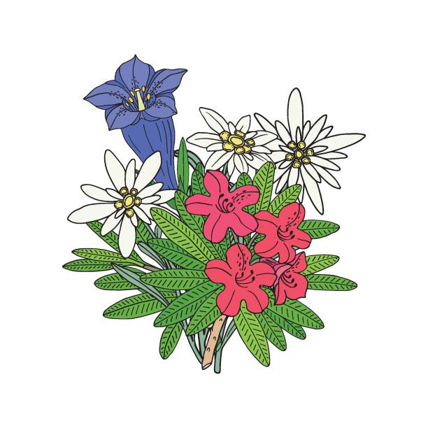 エーデルワイス、ゲンチアン、シャクナゲの花束。モンタン野生の花。手描きのスケッチ。白い背景に分離されたベクター描画。 - bavaria austria blue celebration点のイラスト素材／クリップアート素材／マンガ素材／アイコン素材