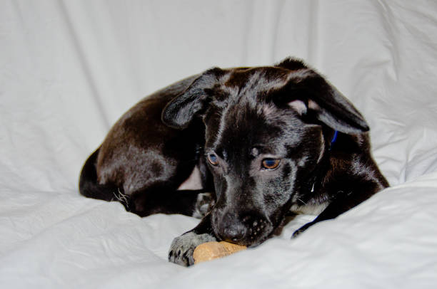 istock An awesome, cute little black half breed puppy playing on a white sheet 1304186895
